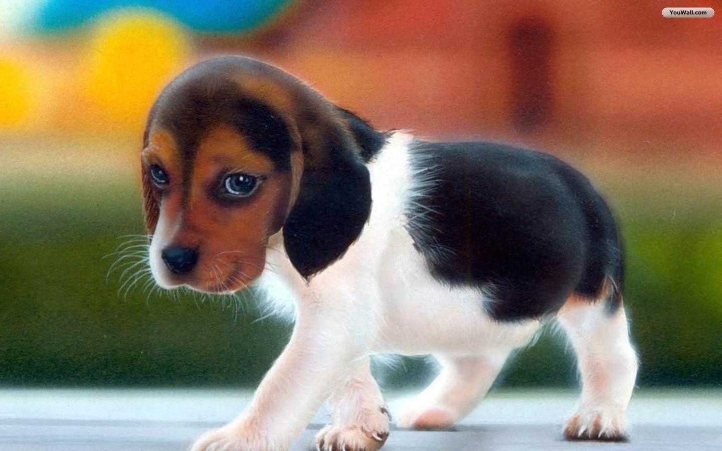Puppy Wallpaper Desk HD Wallpaper in Cute