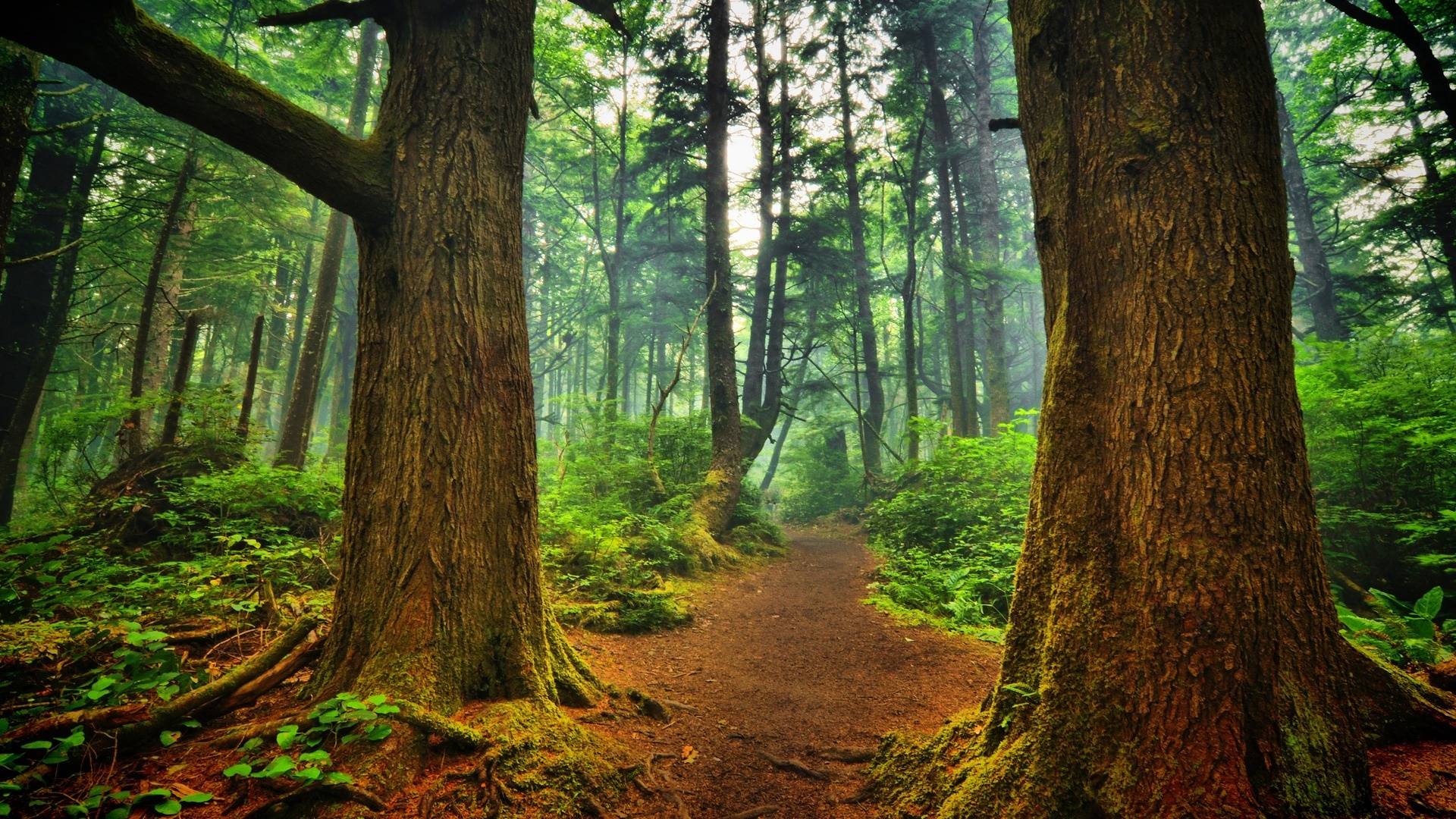 Download Forest Trees Path Trail HDR wallpaper, Download 1920x1080