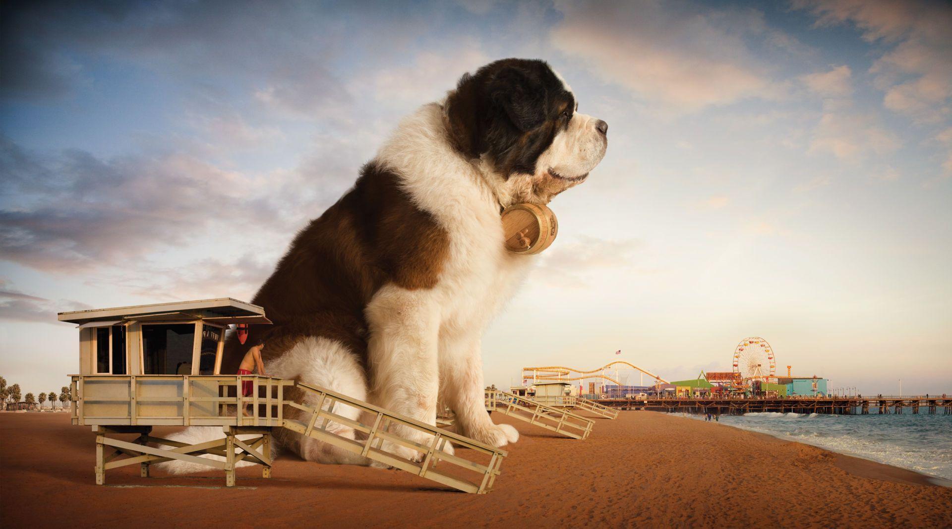 Bernards HD Wallpaper Tag ››, St Bernards Background, St