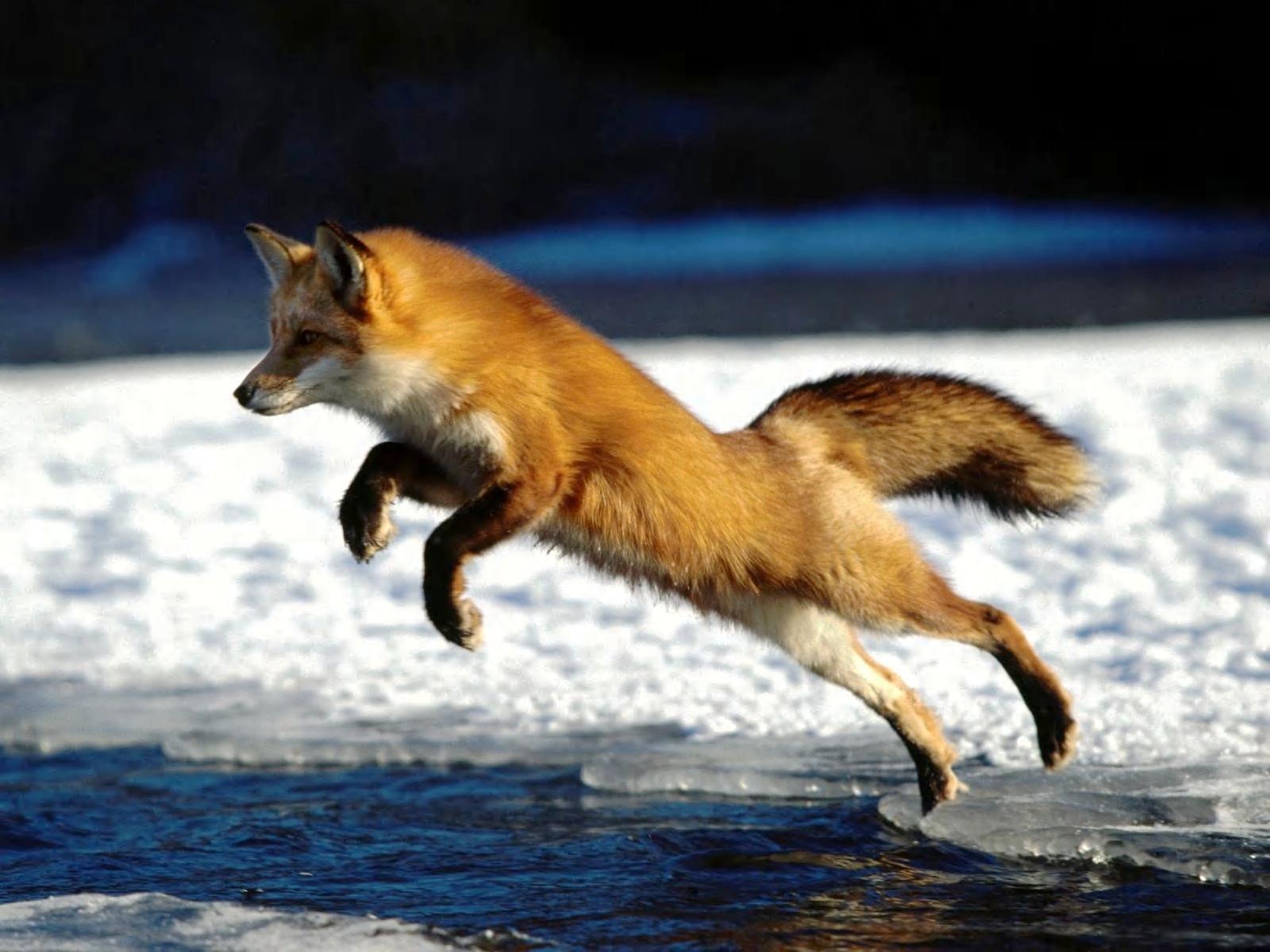 Fox jumping red fox free desktop background wallpaper image