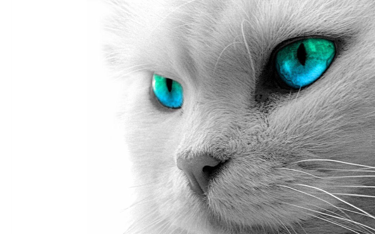White Cats HD Download Wallpaper White Cats Glowing Selective
