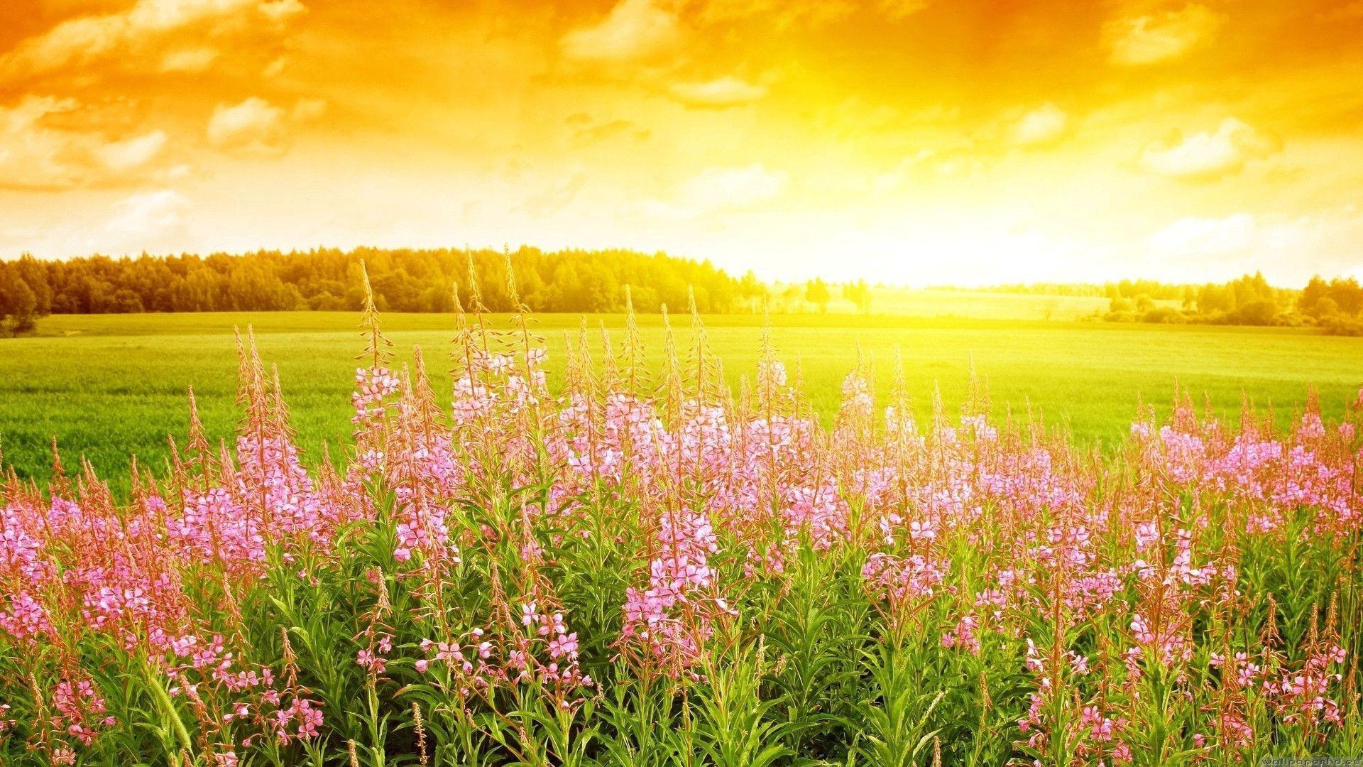 Field Of Flowers Wallpapers - Wallpaper Cave