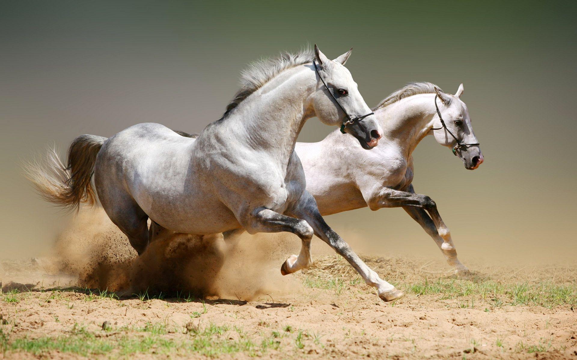 White two Horses wallpaper free picture