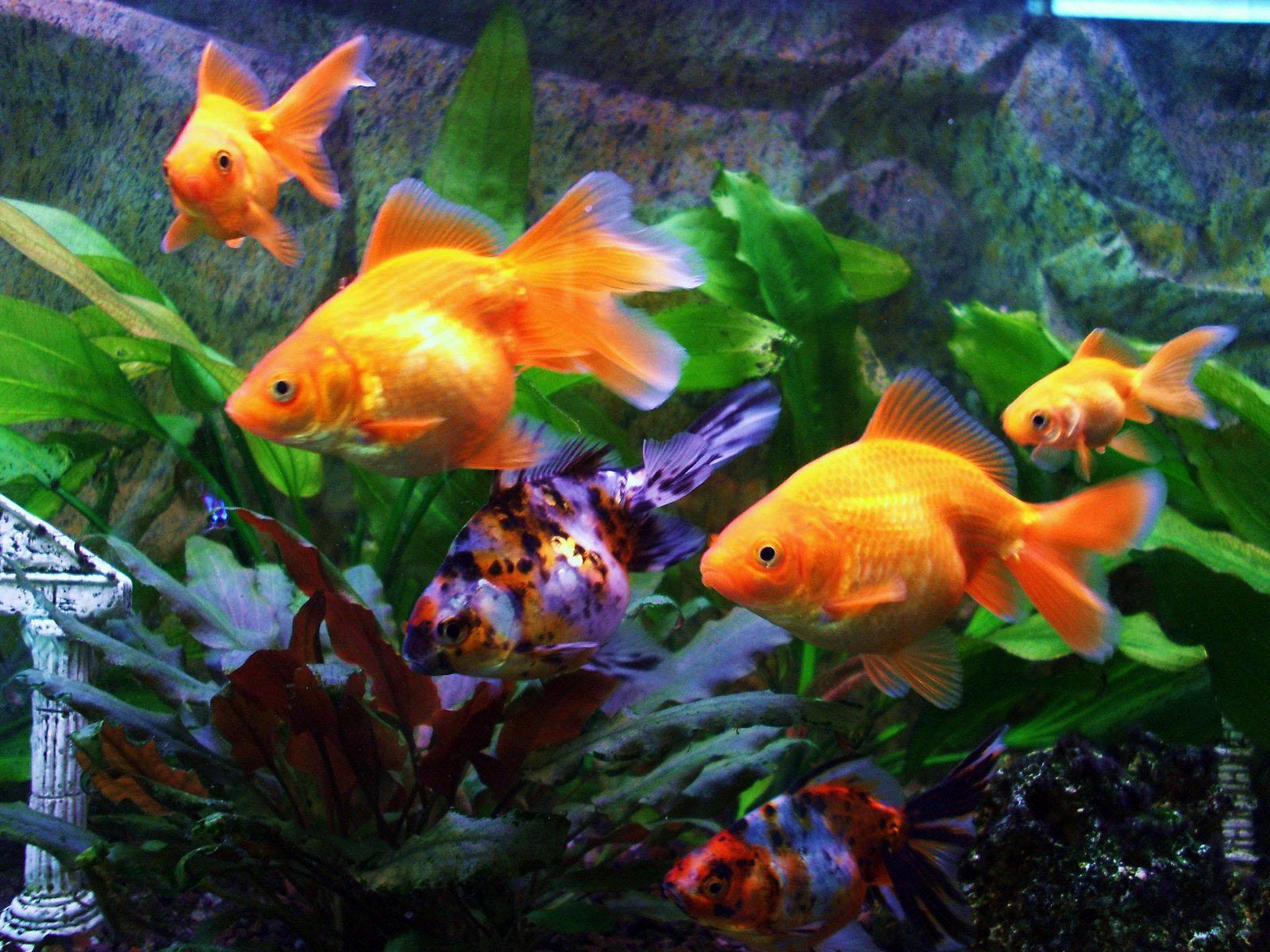 goldfish aquarium screensaver download