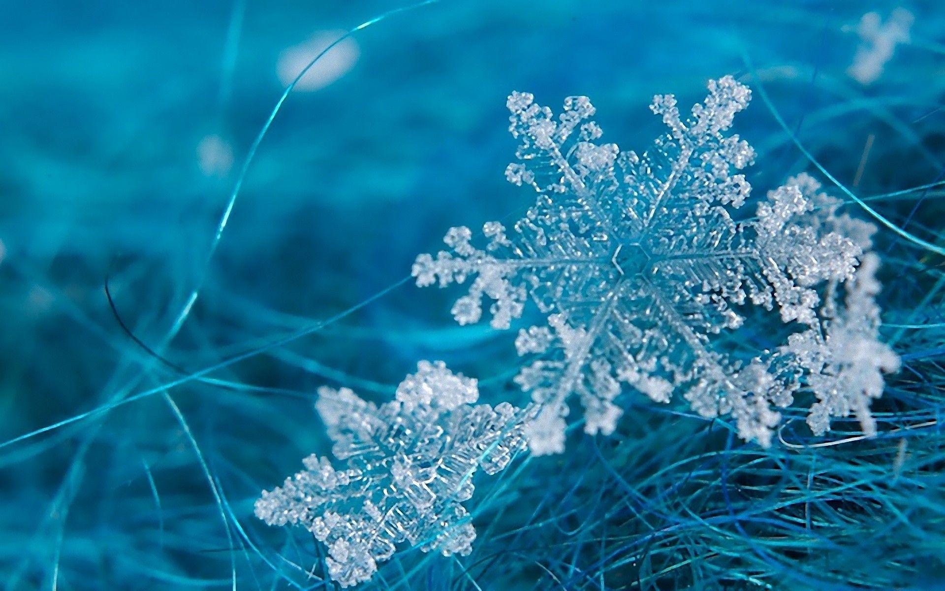 Snowflakes On Grass Wallpaper Wide or HD