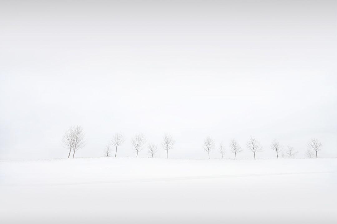 More Like HD wallpaper- Winter tree&;s