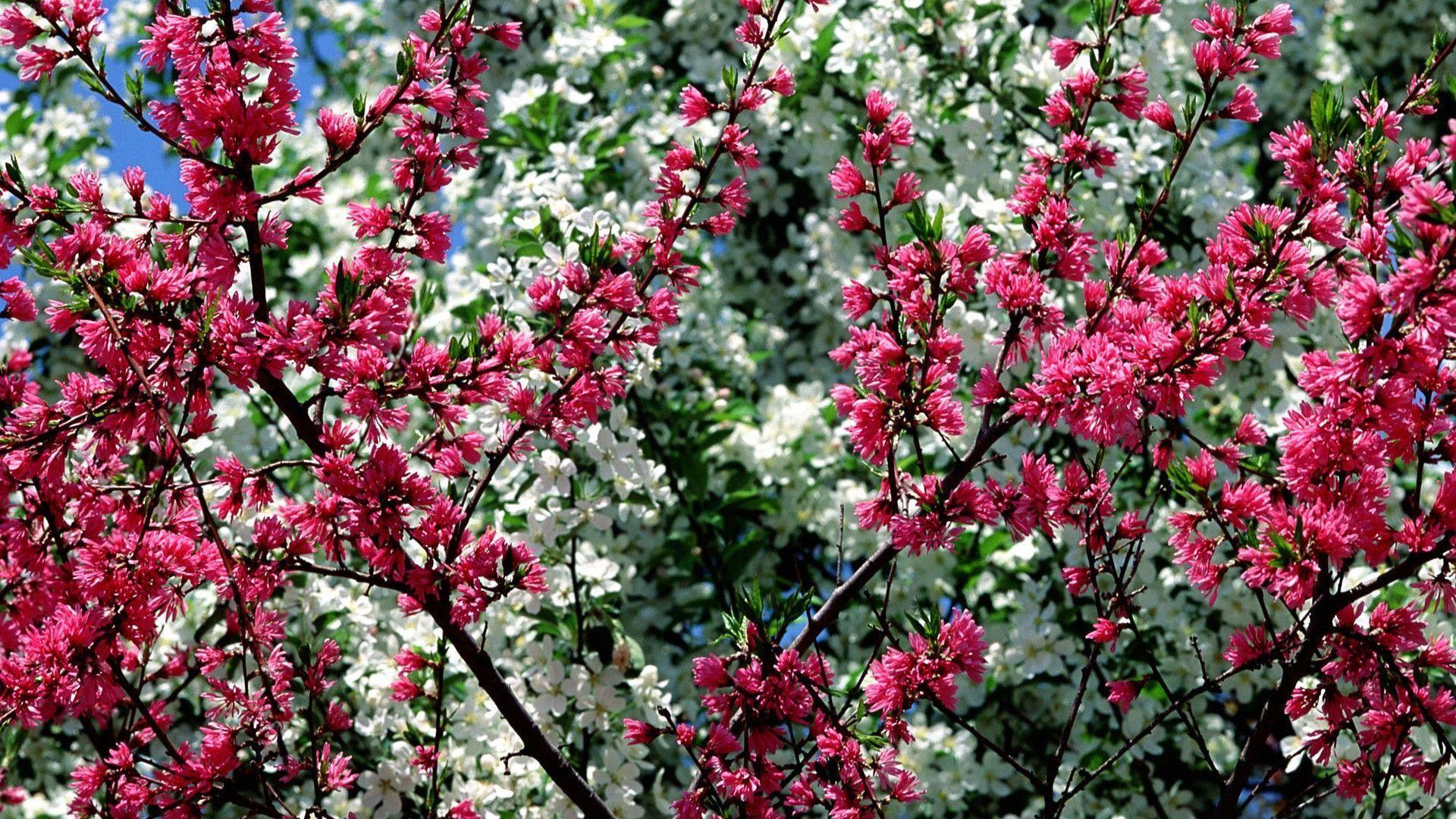Spring Flowers wallpaper