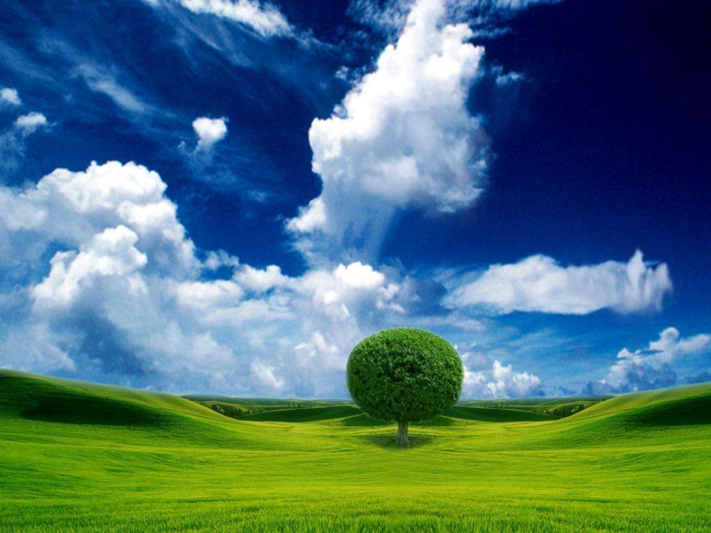 Windows Tree. Photo and Desktop Wallpaper