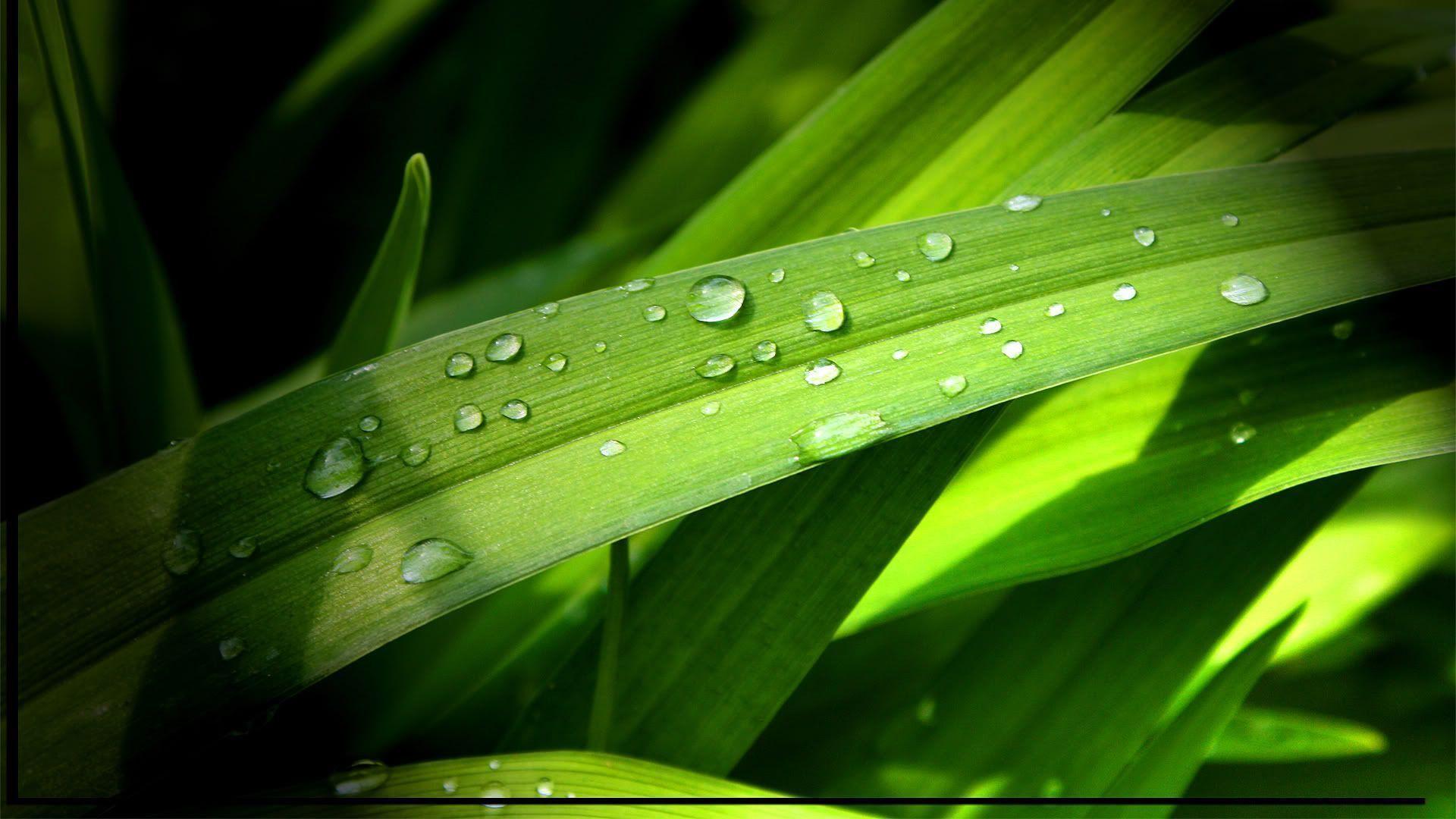 Terrific Leaves Grass Wallpaper 1920x1080PX 1080 HD Wallpaper