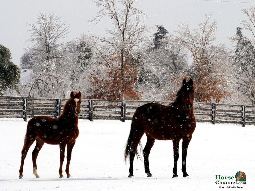 Winter Equine Screensaver and Wallpapers
