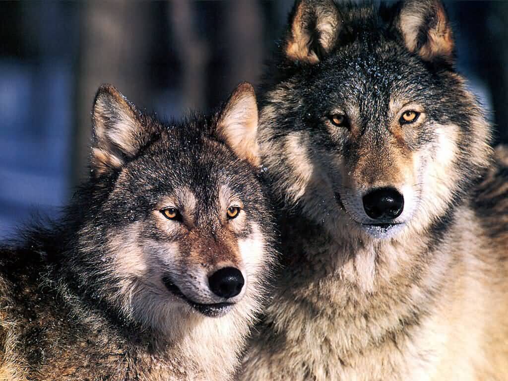 Grey Wolves Geographic Wallpaper