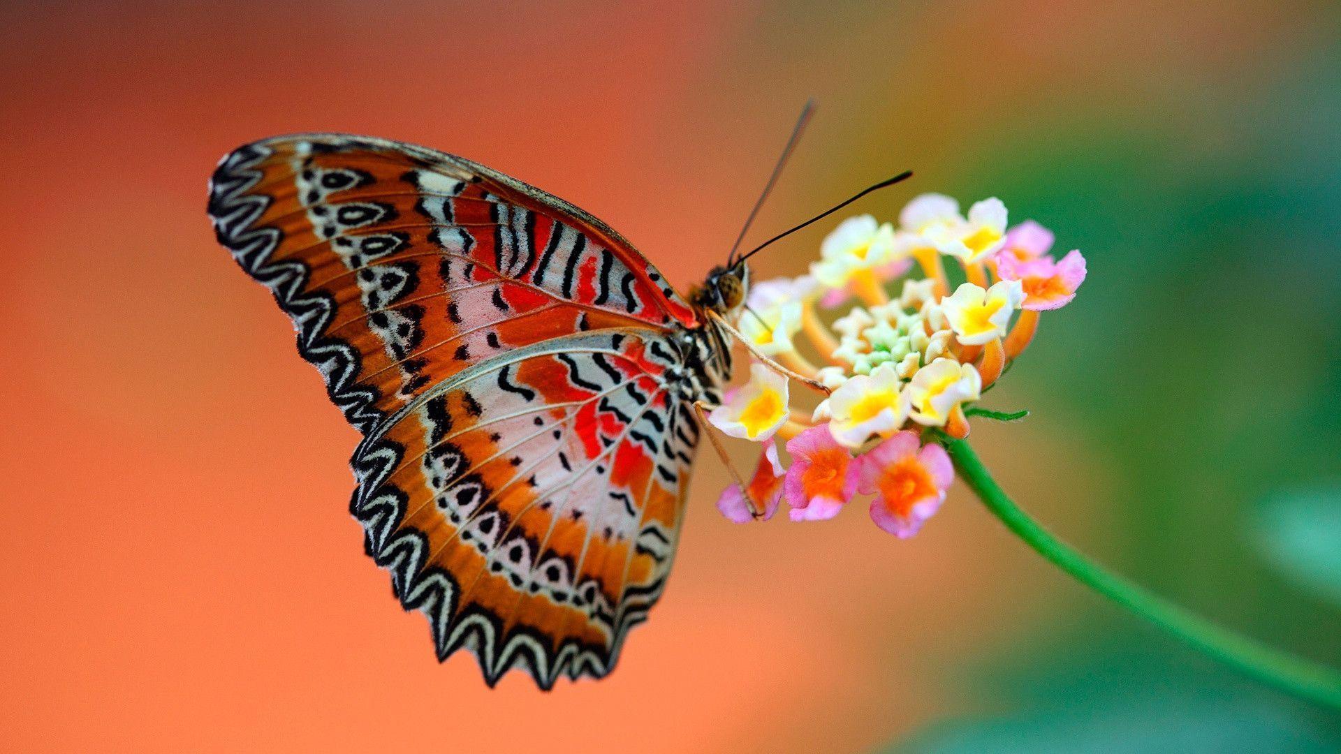 Butterfly on Flower Wallpaper