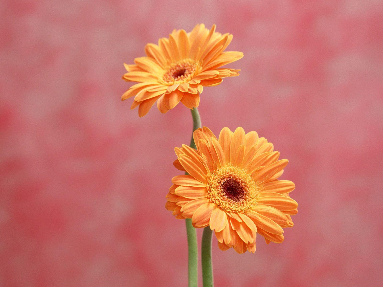 Gerbera flower nature daisy HD wallpaper  Peakpx