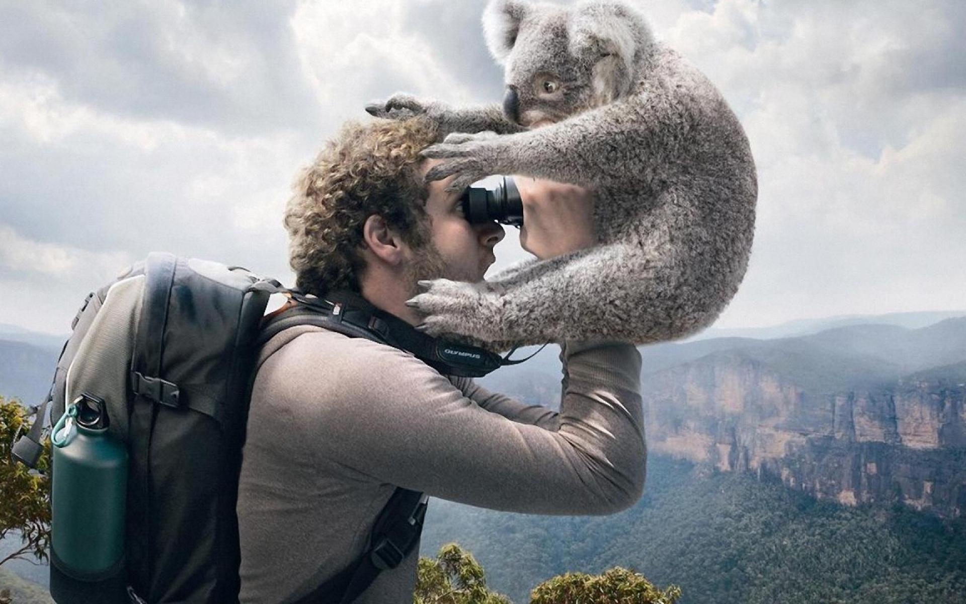 Bear Bushwalking Cuddly Koala Wallpaper. True HD Picture
