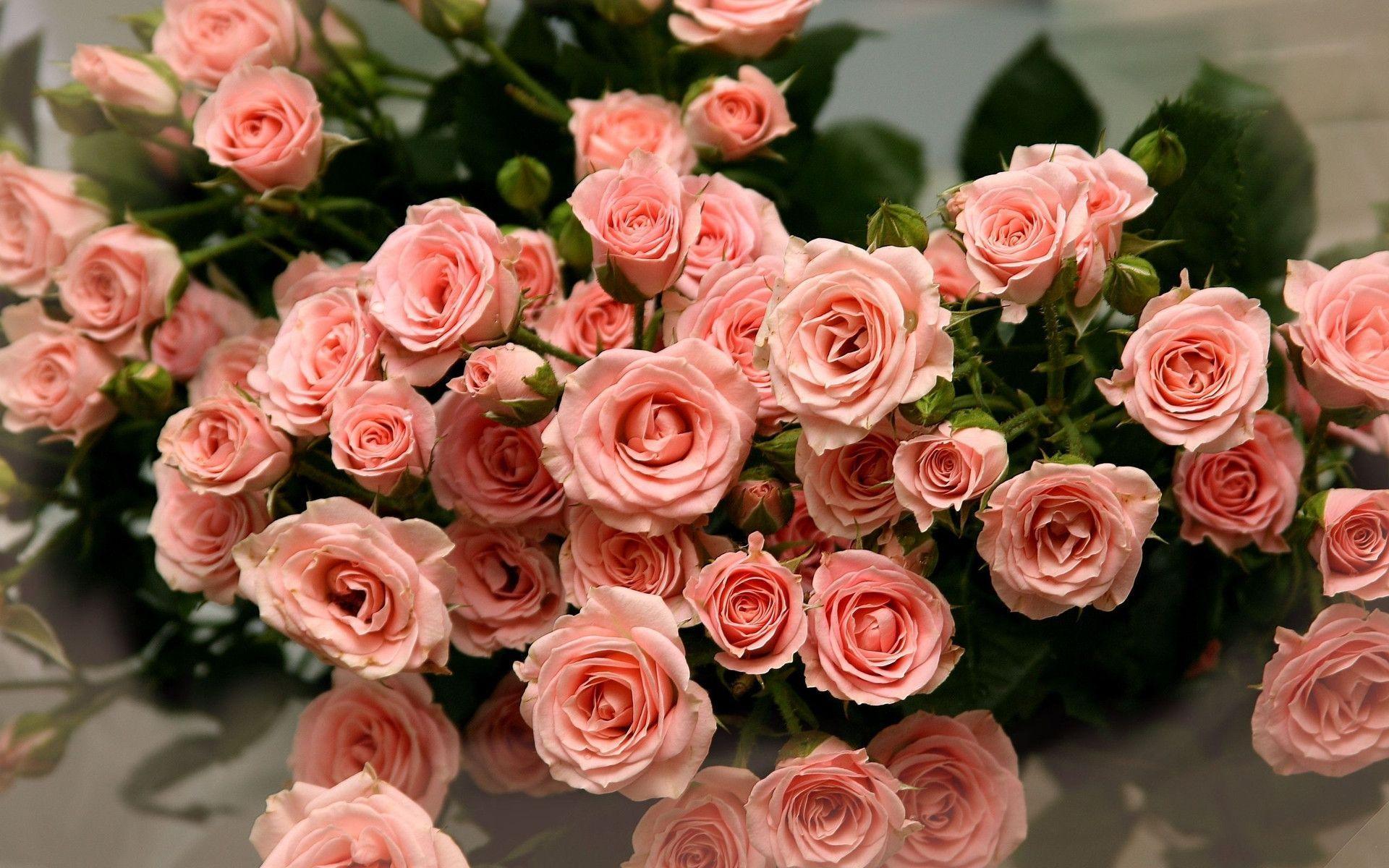 Hd Images Of Pink Rose Flower Best Flower Site