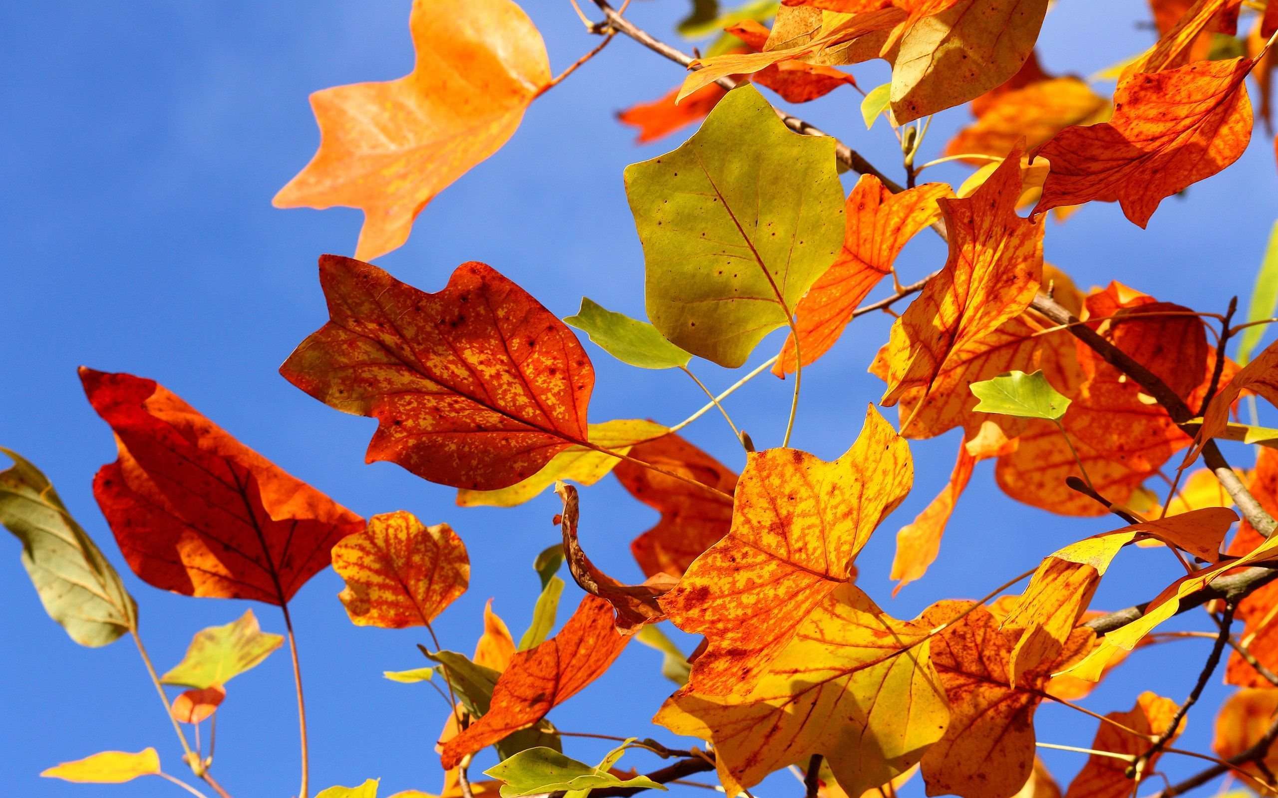 Autumn Leaves Wallpaper