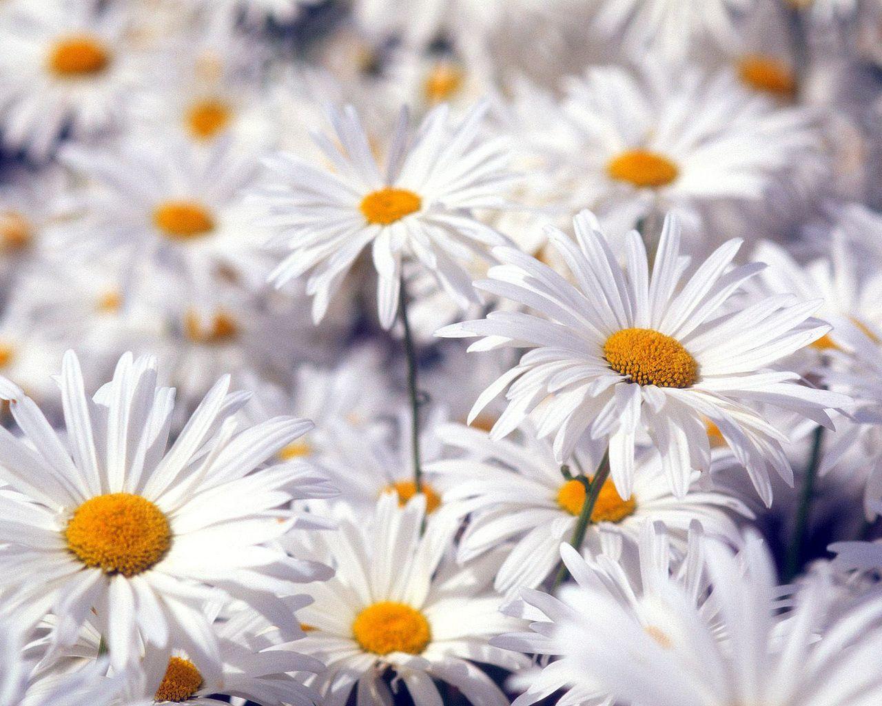 Beautiful White Flowers Wallpaper