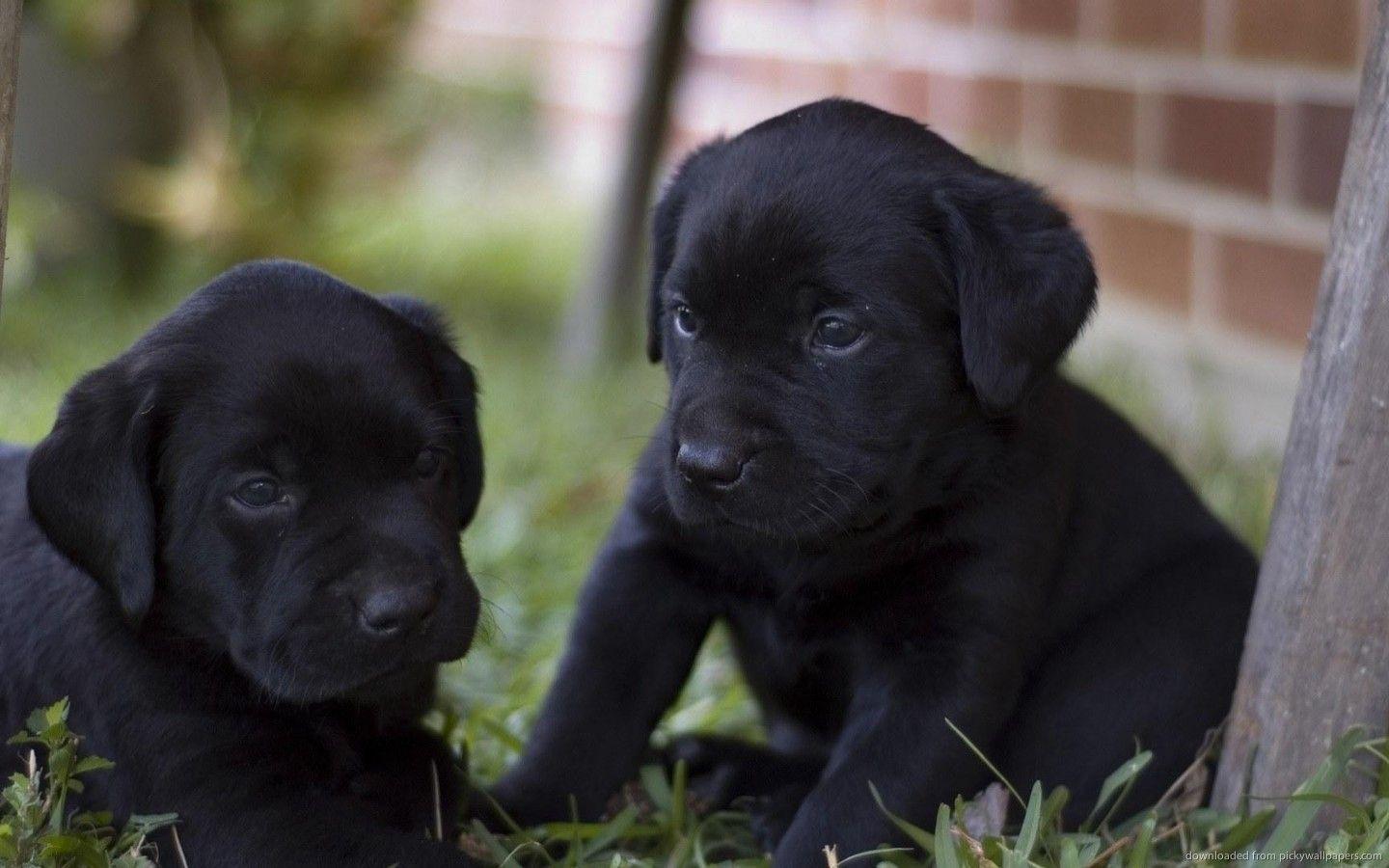 Download 1440x900 Two Black Lab Puppies Wallpaper
