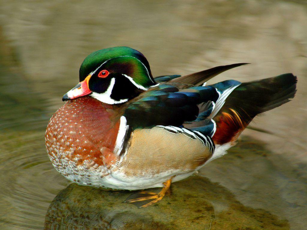 Wood Duck, Habitat, Diet, Call, Migration and Picture
