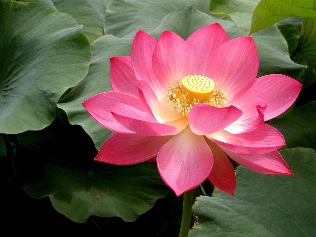 Lotus Flower Desktop Wallpaper. Lotus Flower Picture. Cool