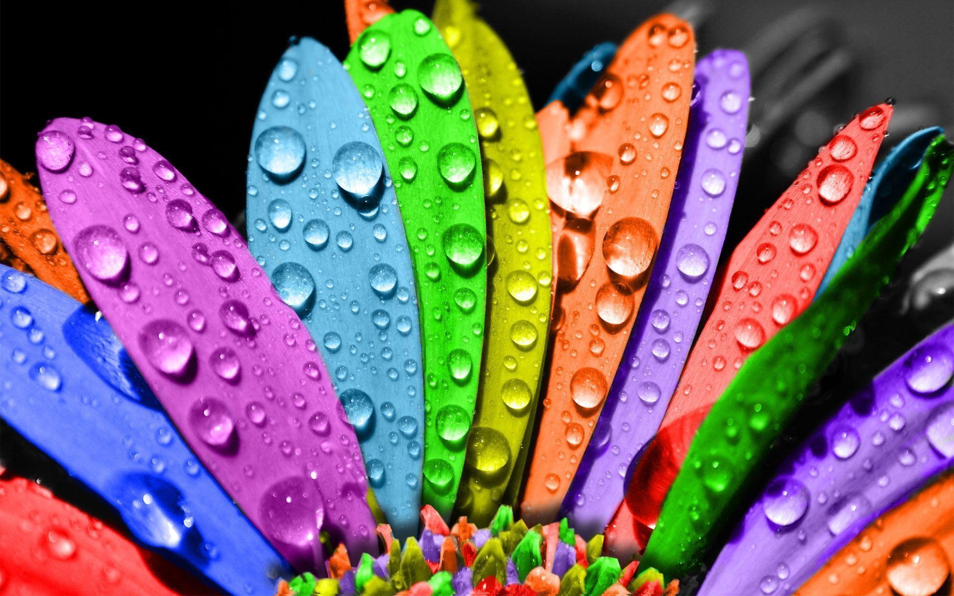 Rainbow Flower HD Flowers 4k Wallpapers Images Backgrounds Photos and  Pictures