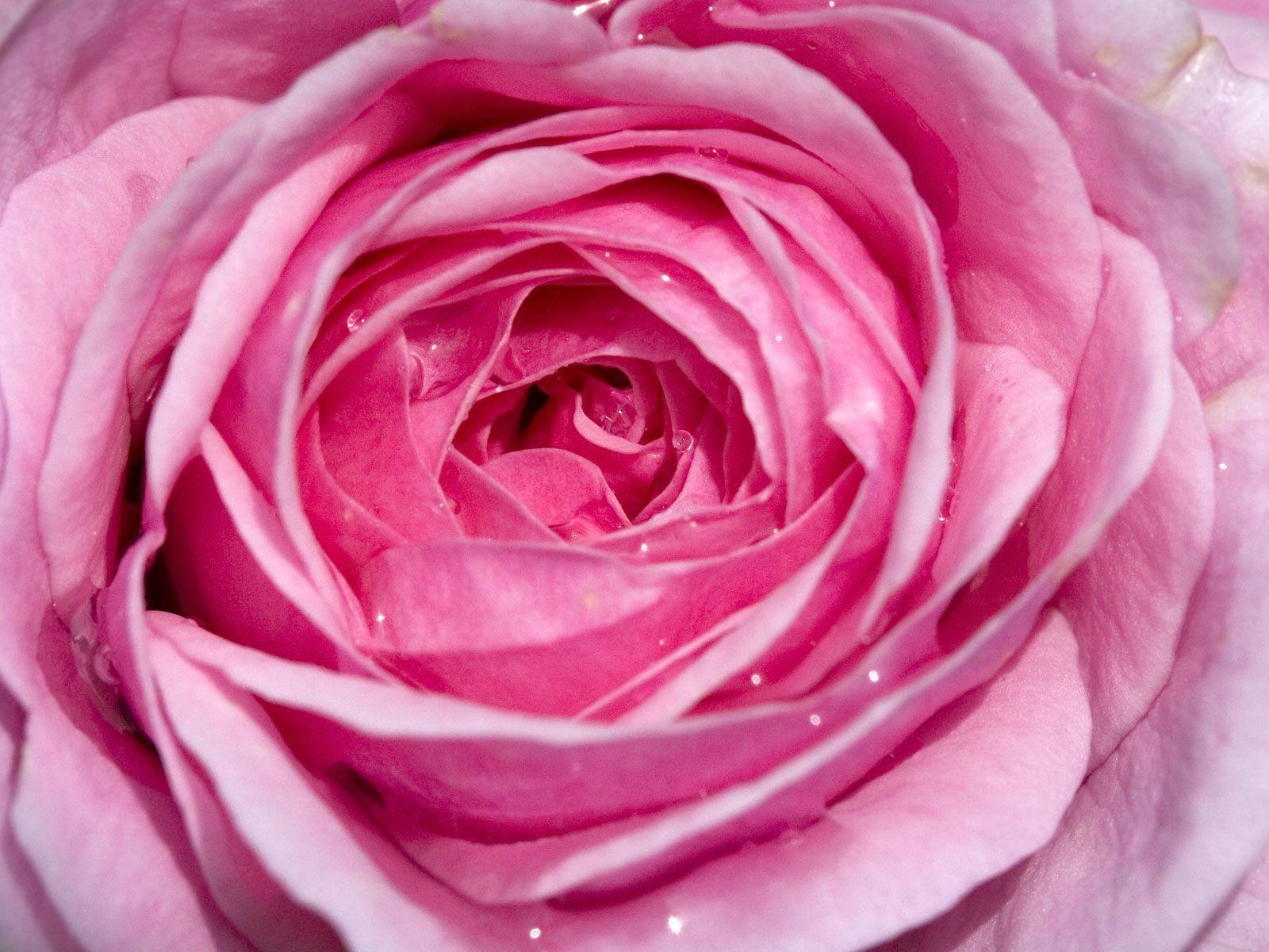 Dew on a Pale Pink Rose Background 1600x1200 pixels