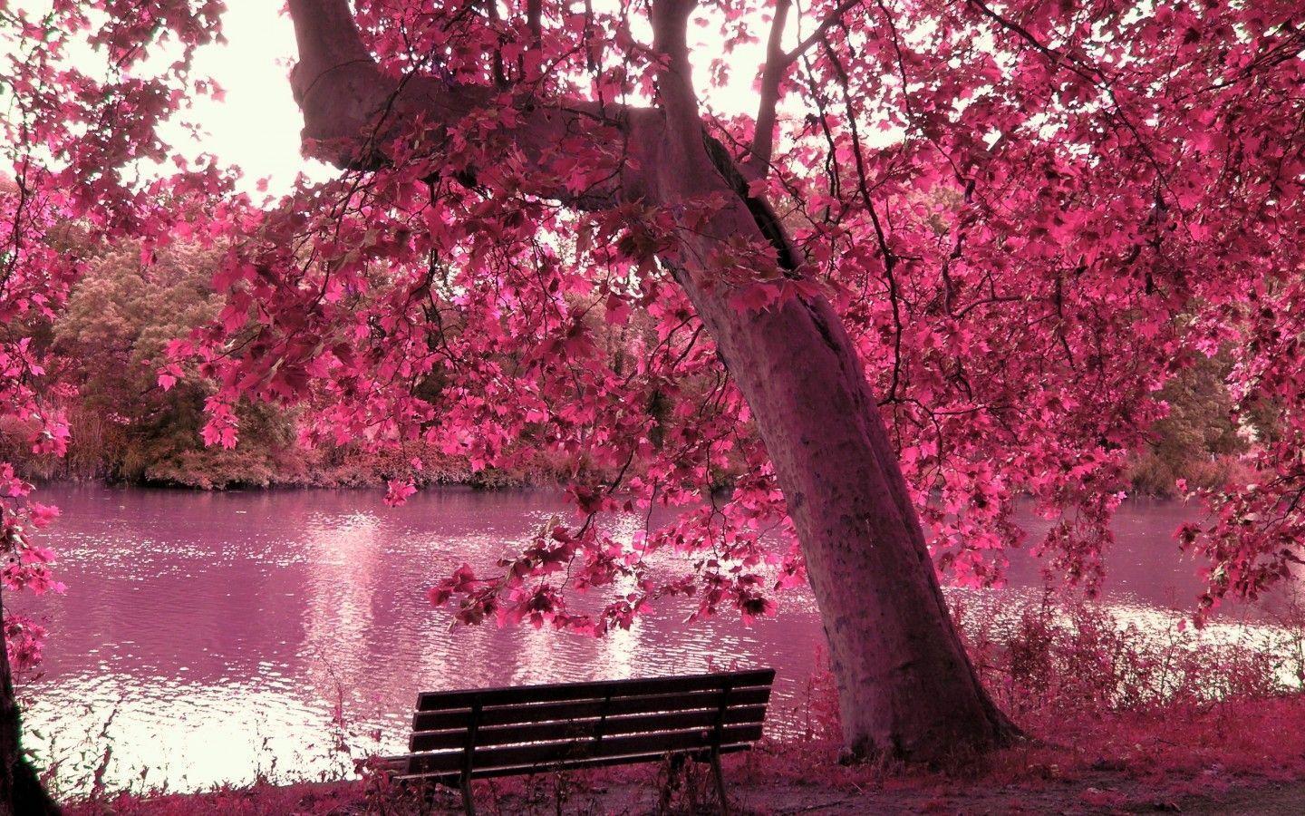 Wallpapers For > Pink Cherry Blossom Wallpapers Hd