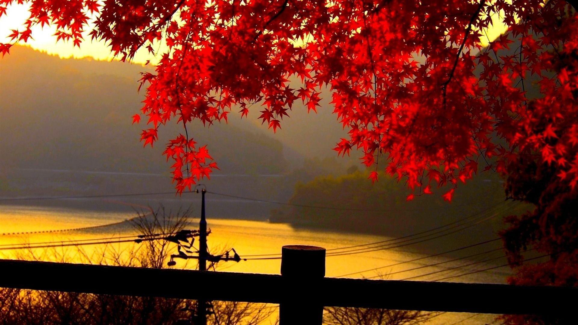 River Maple Leaf Golden Autumn Landscape Wallpaper
