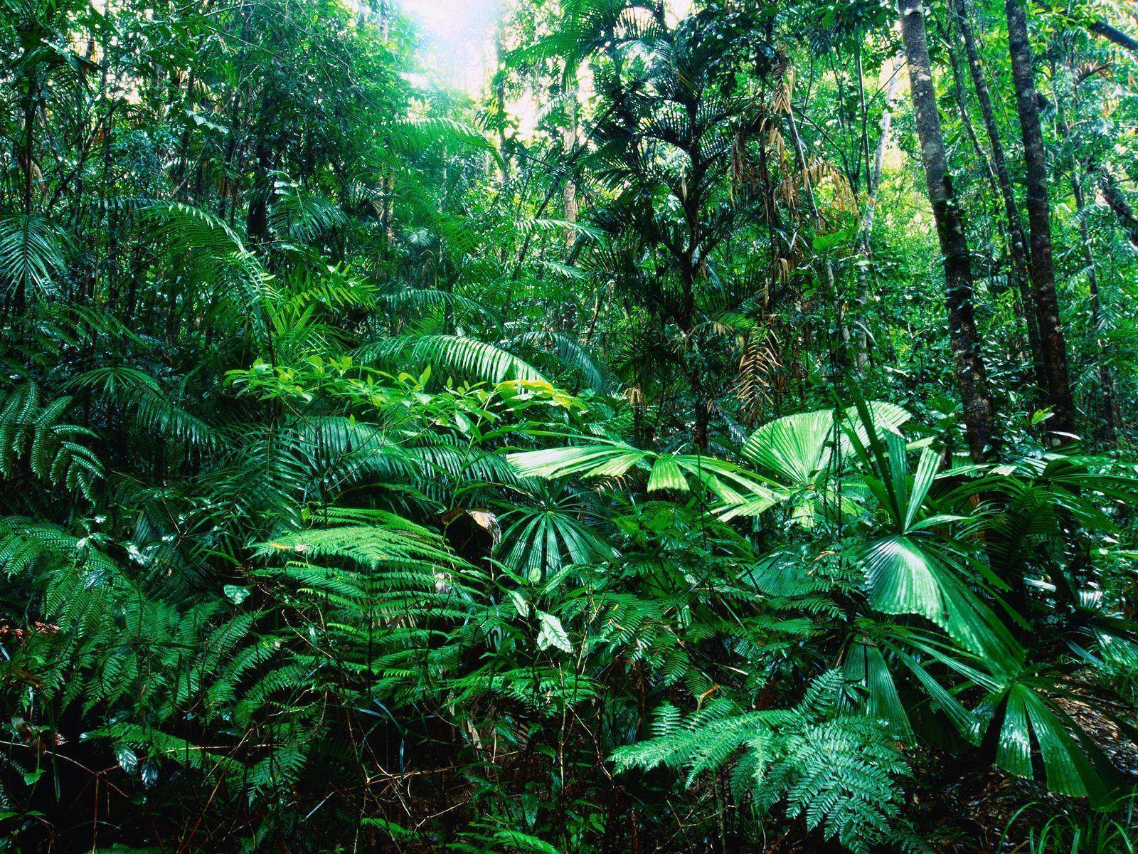 Tropical Rainforest Wallpapers