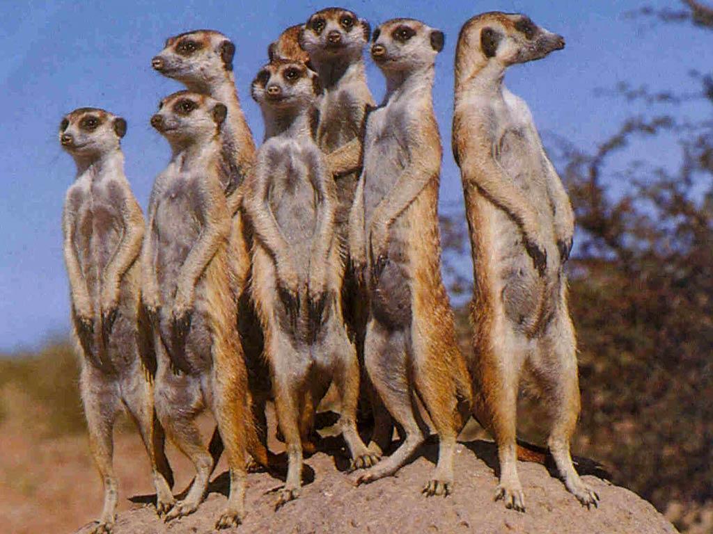 meerkat wallpaper