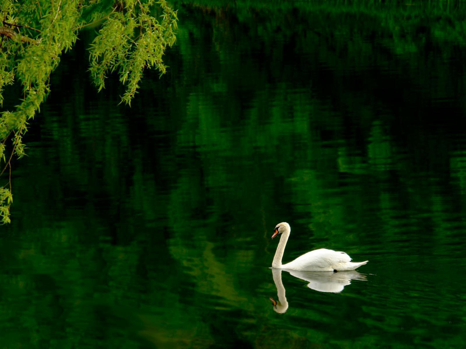 White Swan in Pond wallpaper