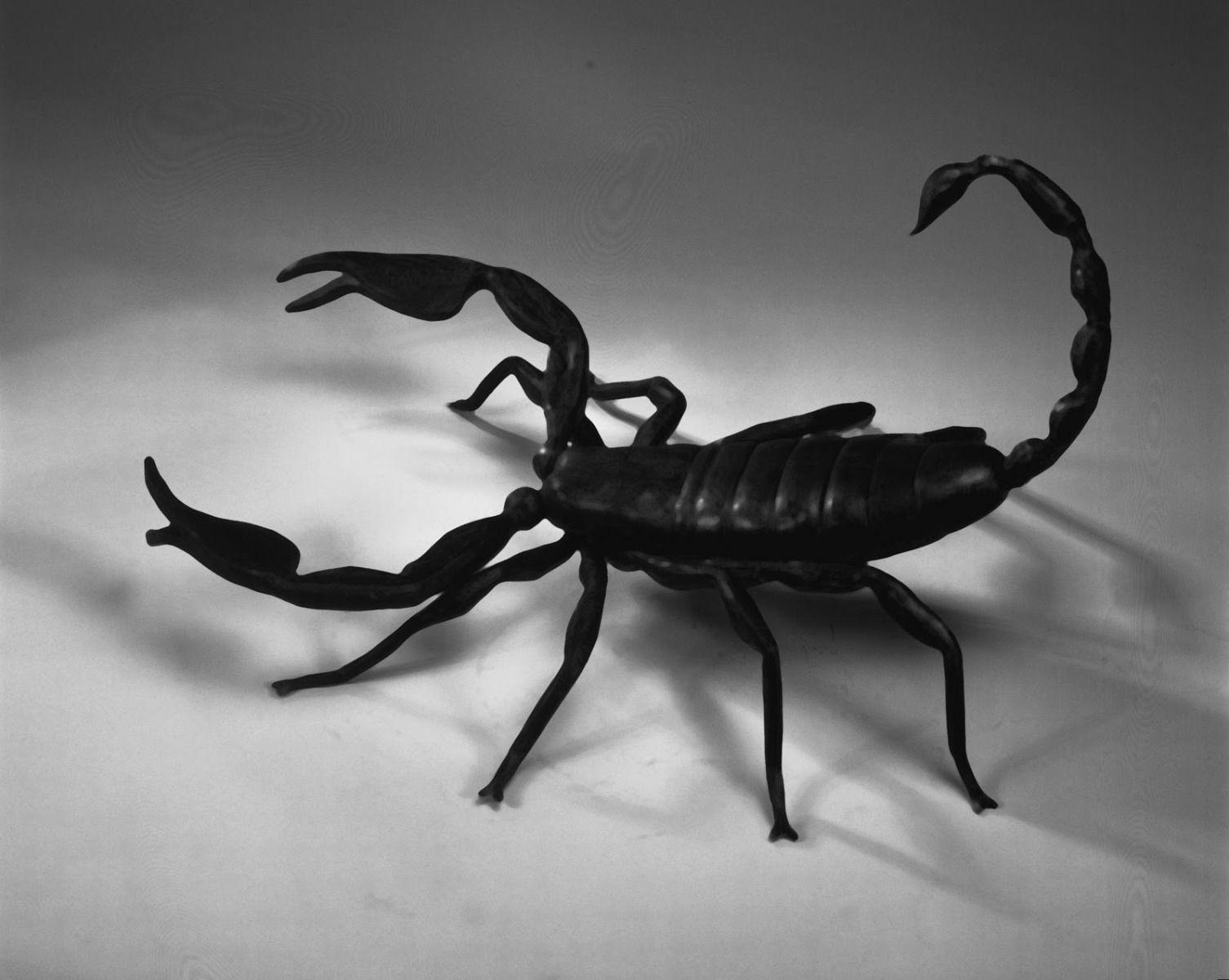 Scorpion Wallpaper Desktop Background Animal Picture Black
