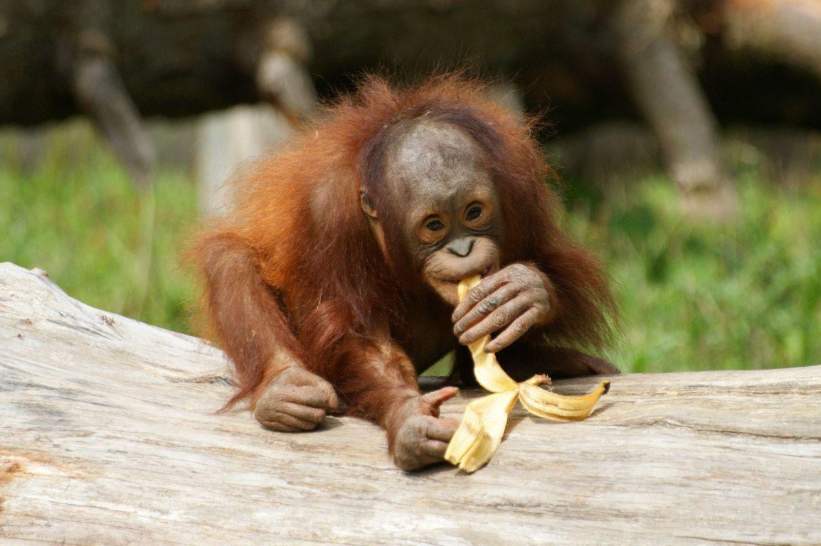 Animals For > Orangutan Baby Wallpaper