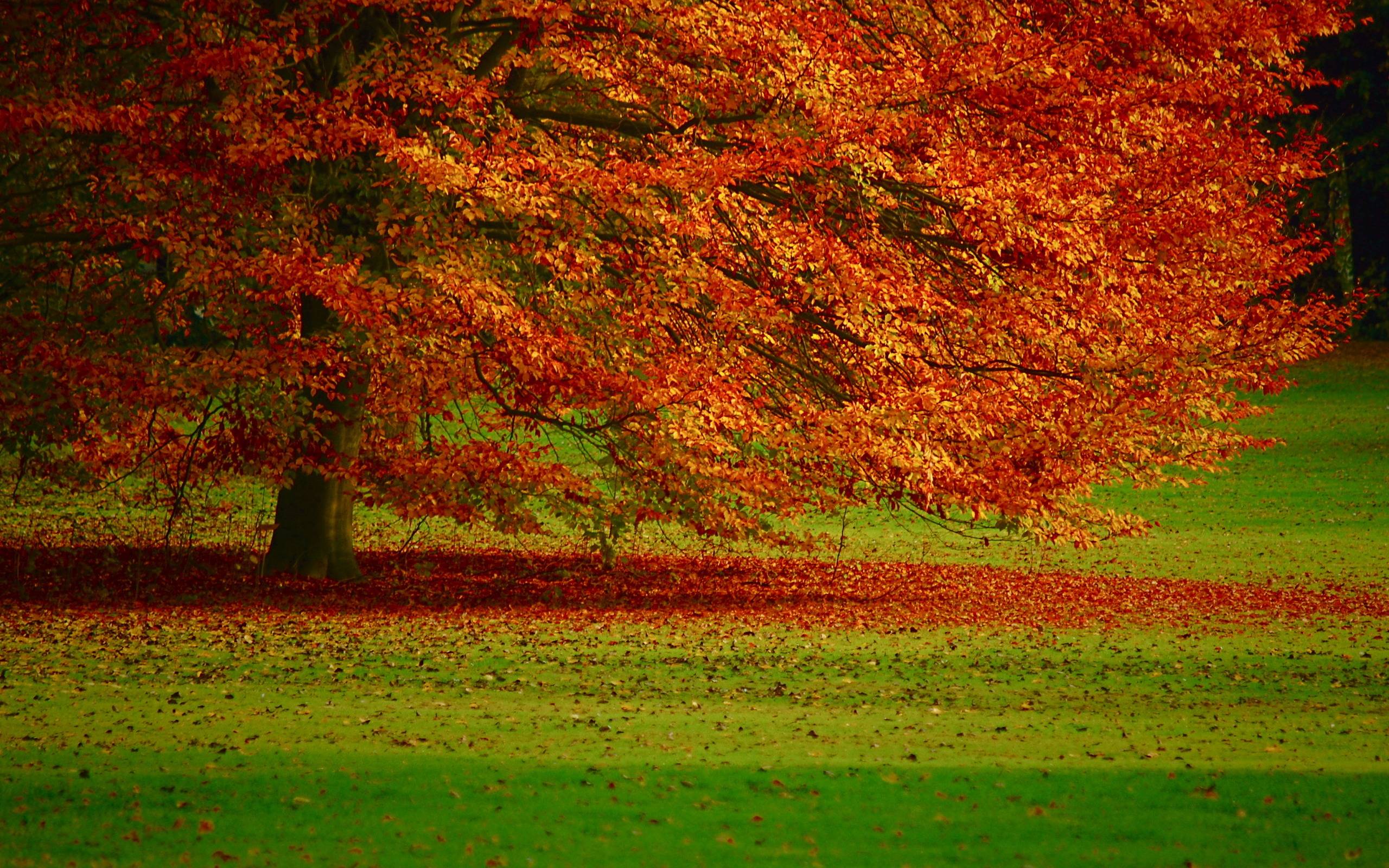 Autumn foliage wallpaper and image, picture, photo