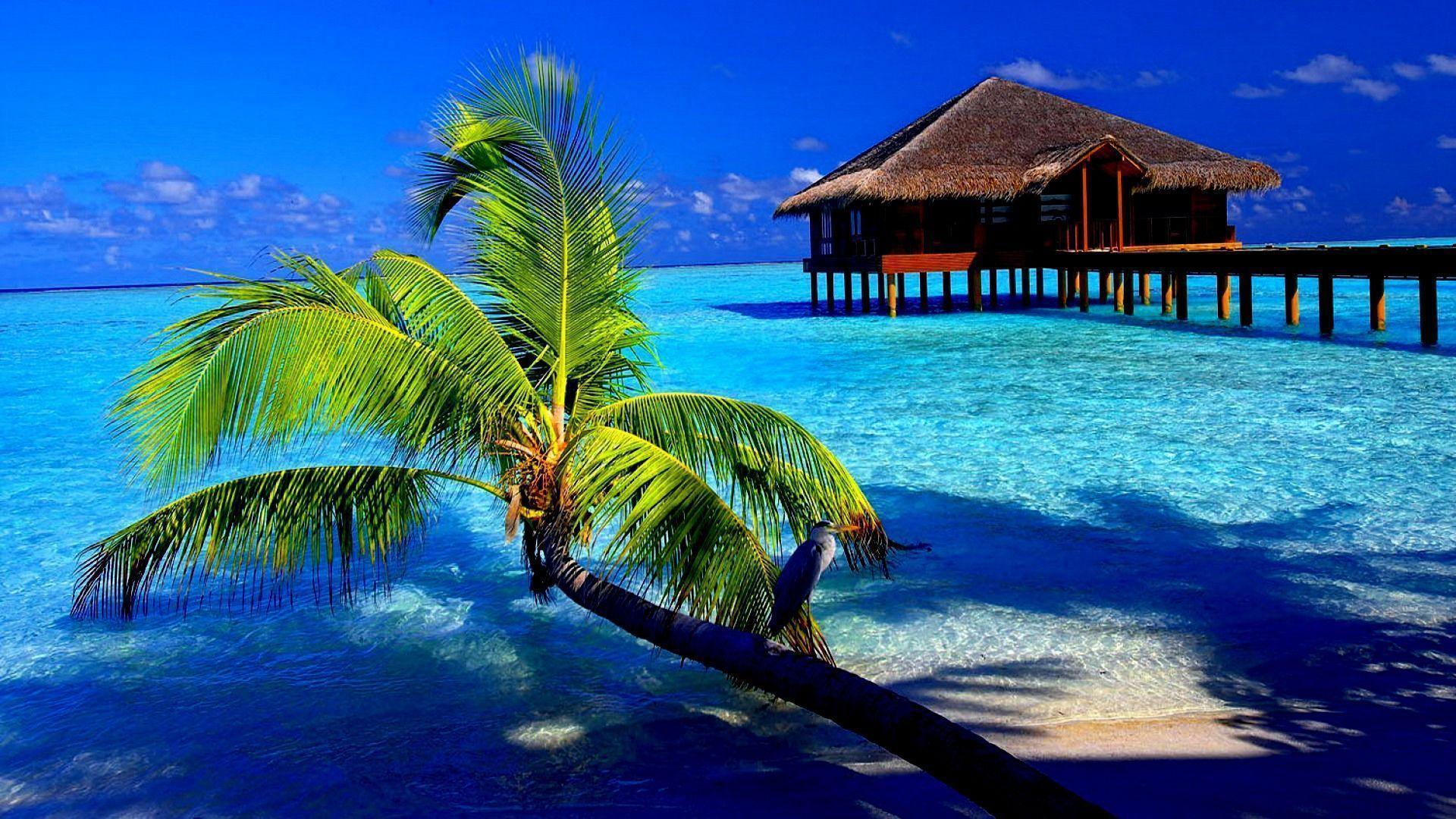 Tropical Wallpaper. HD Background Point