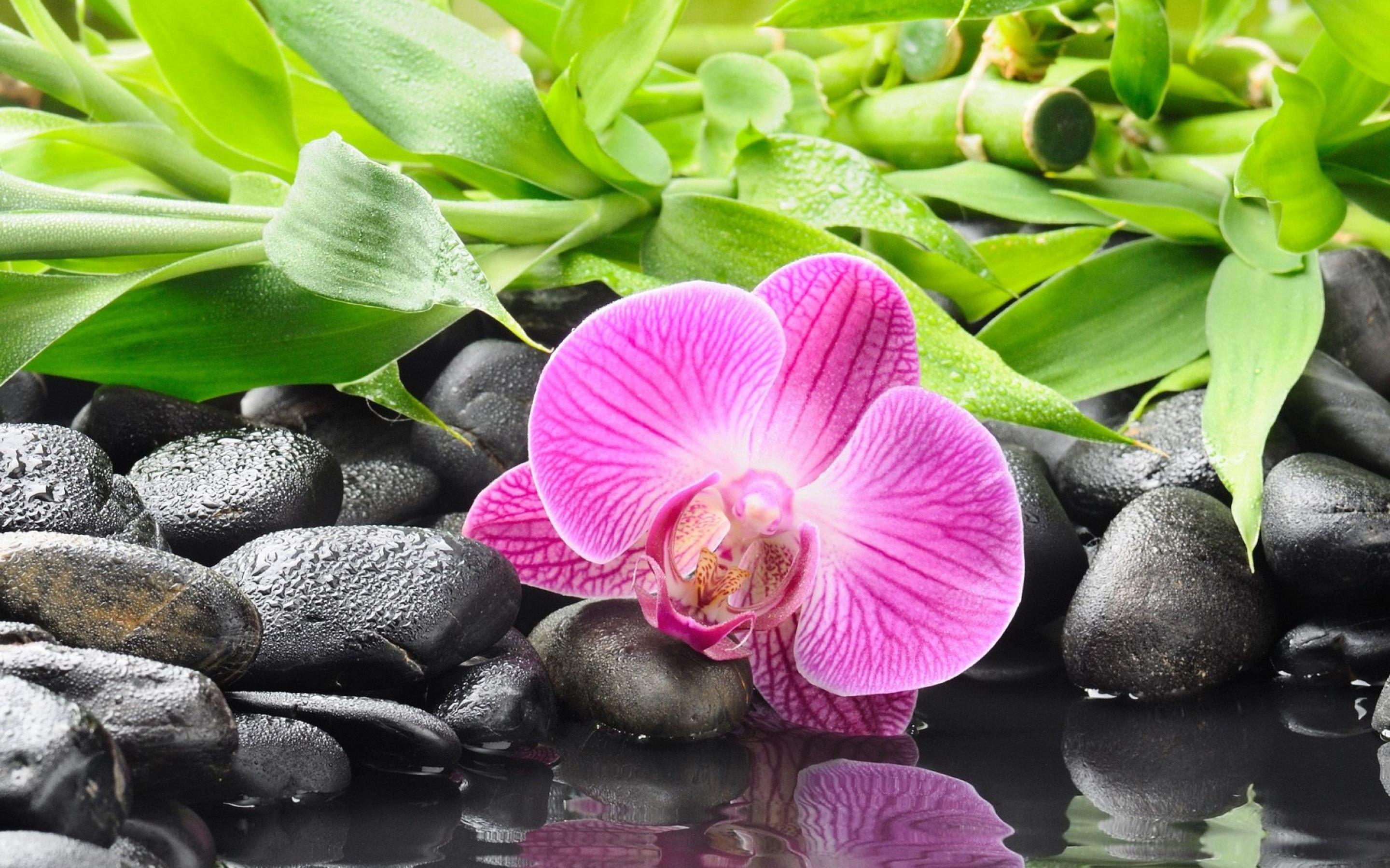 Orchid Wallpapers - Wallpaper Cave
