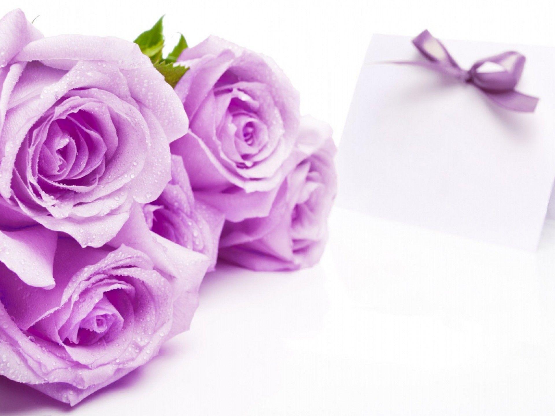 Wallpaper For > Purple Rose Wallpaper