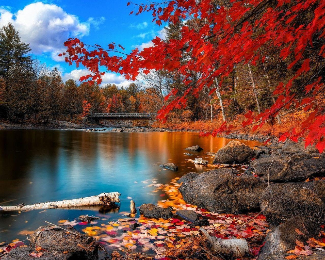 Description the wallpaper above is autumn forest scenery wallpaper