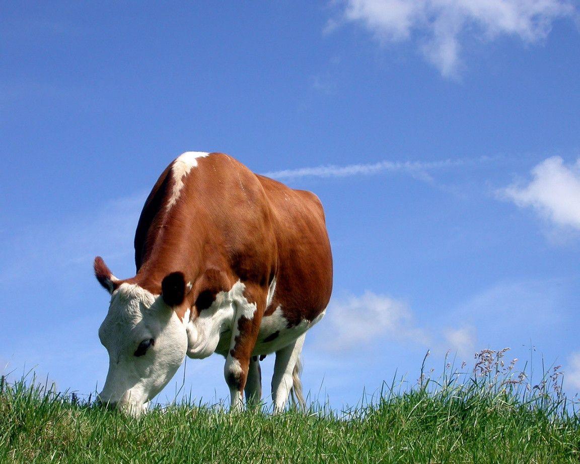 Cow HD Wallpapers