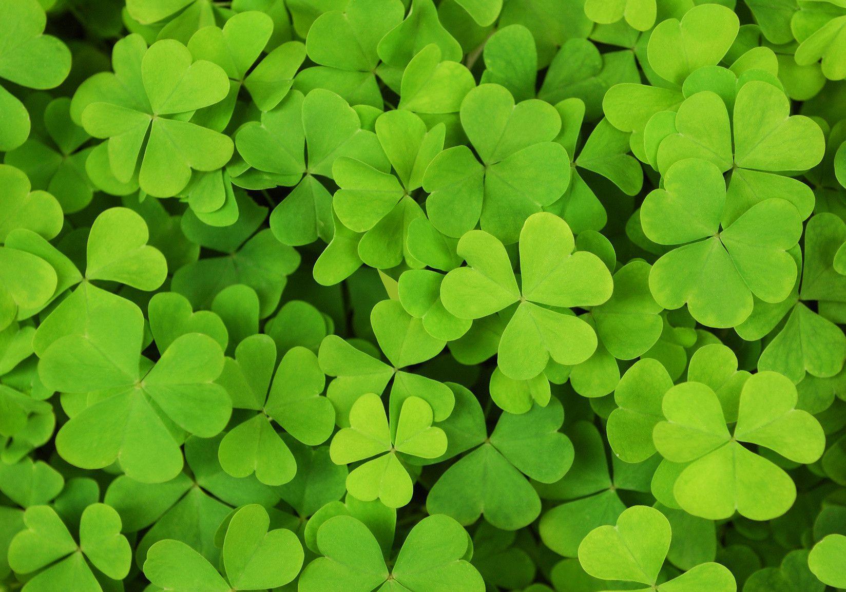 Wallpapers Shamrock Wallpaper Cave