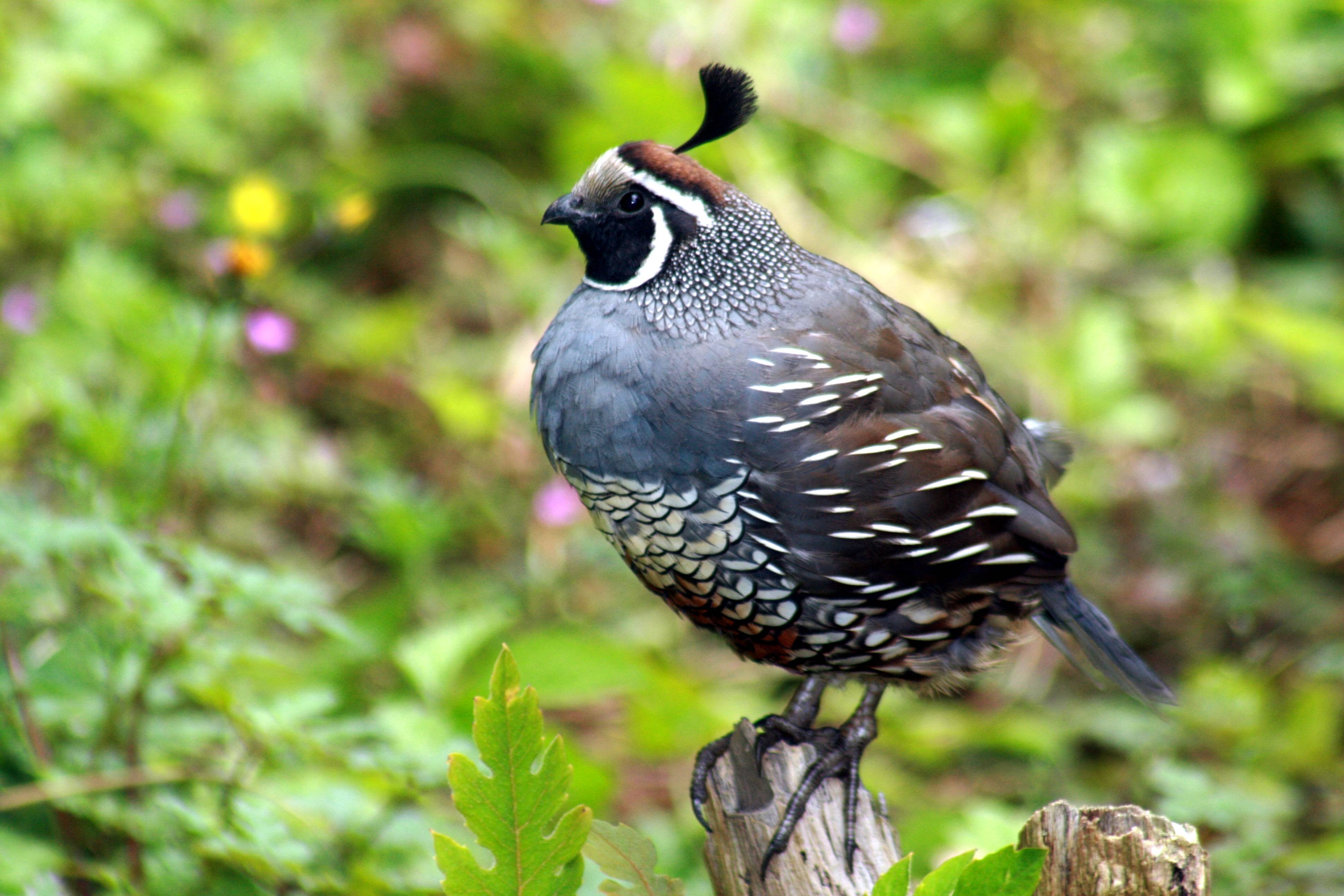 Quail Image