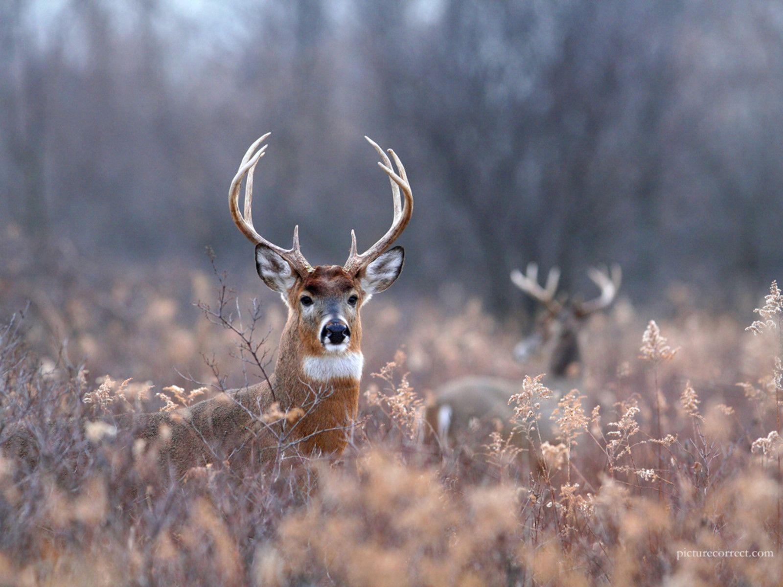 Whitetail Deer Backgrounds - Wallpaper Cave