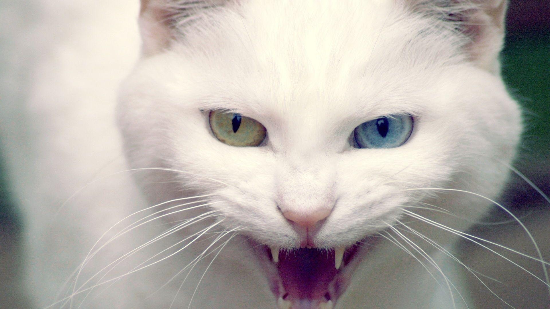 Cat Angry Free Wallpaper Wallpaper. walldesktophd