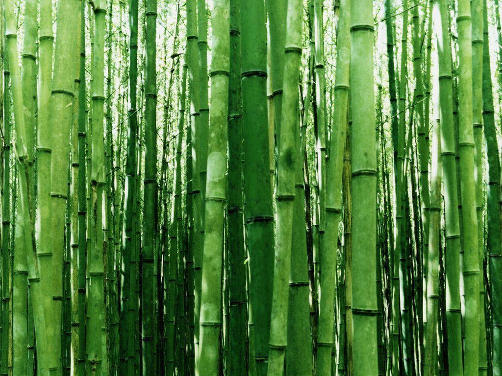 Green Bamboo. Photo and Desktop Wallpaper