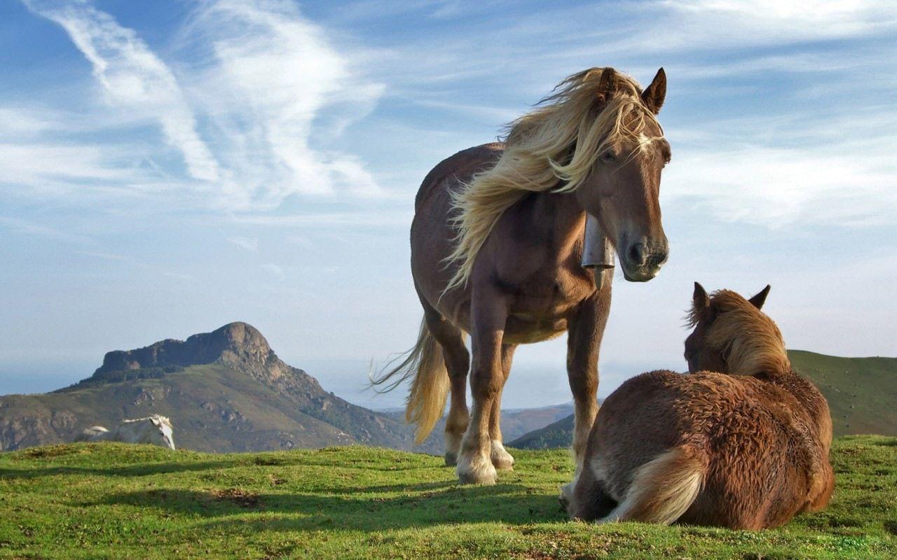Desktop Wallpaper · Gallery · Animals · Tibetan pony. Free