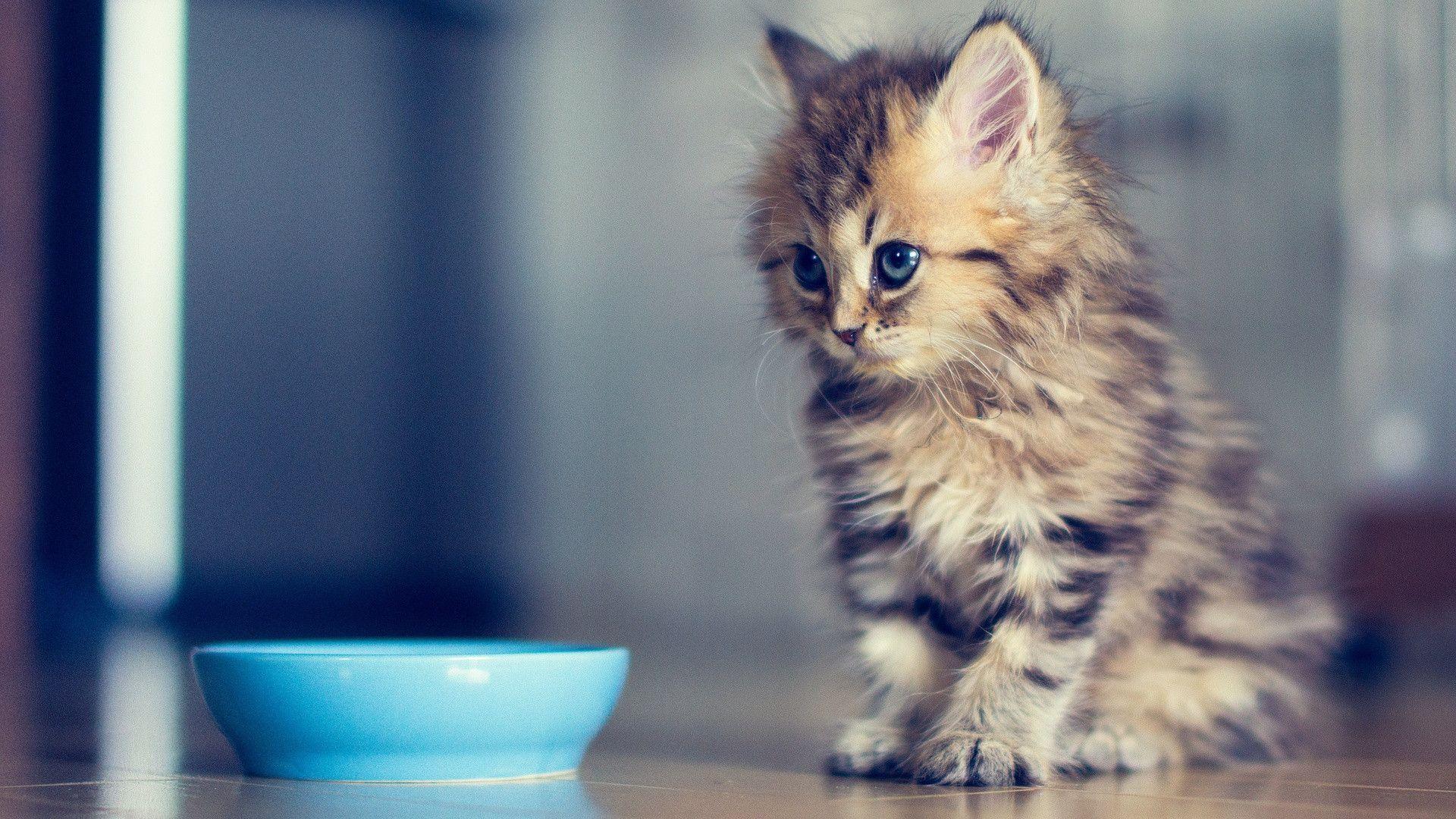 Funny Kitten Wallpaper