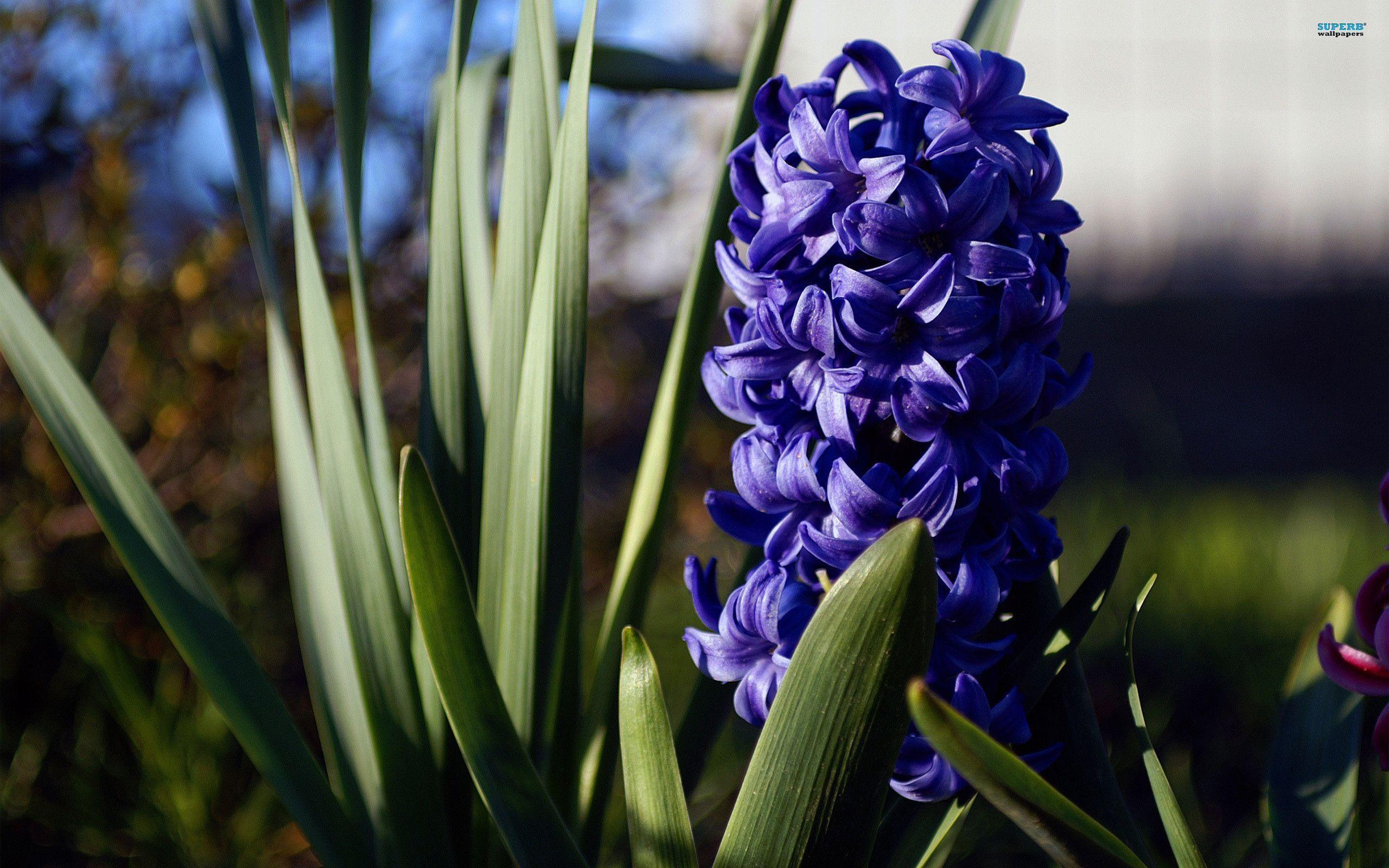 Hyacinth 2945