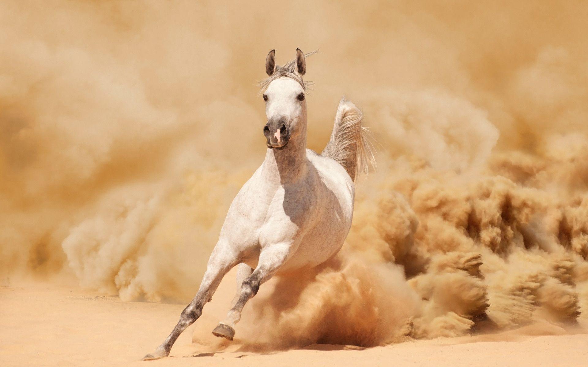 dust wallpapers | White arabian horse, Horses, Arabian horse