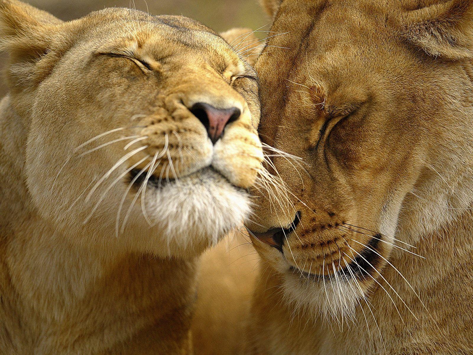 Desktop Wallpaper · Gallery · Animals · Lion Marriage. Free