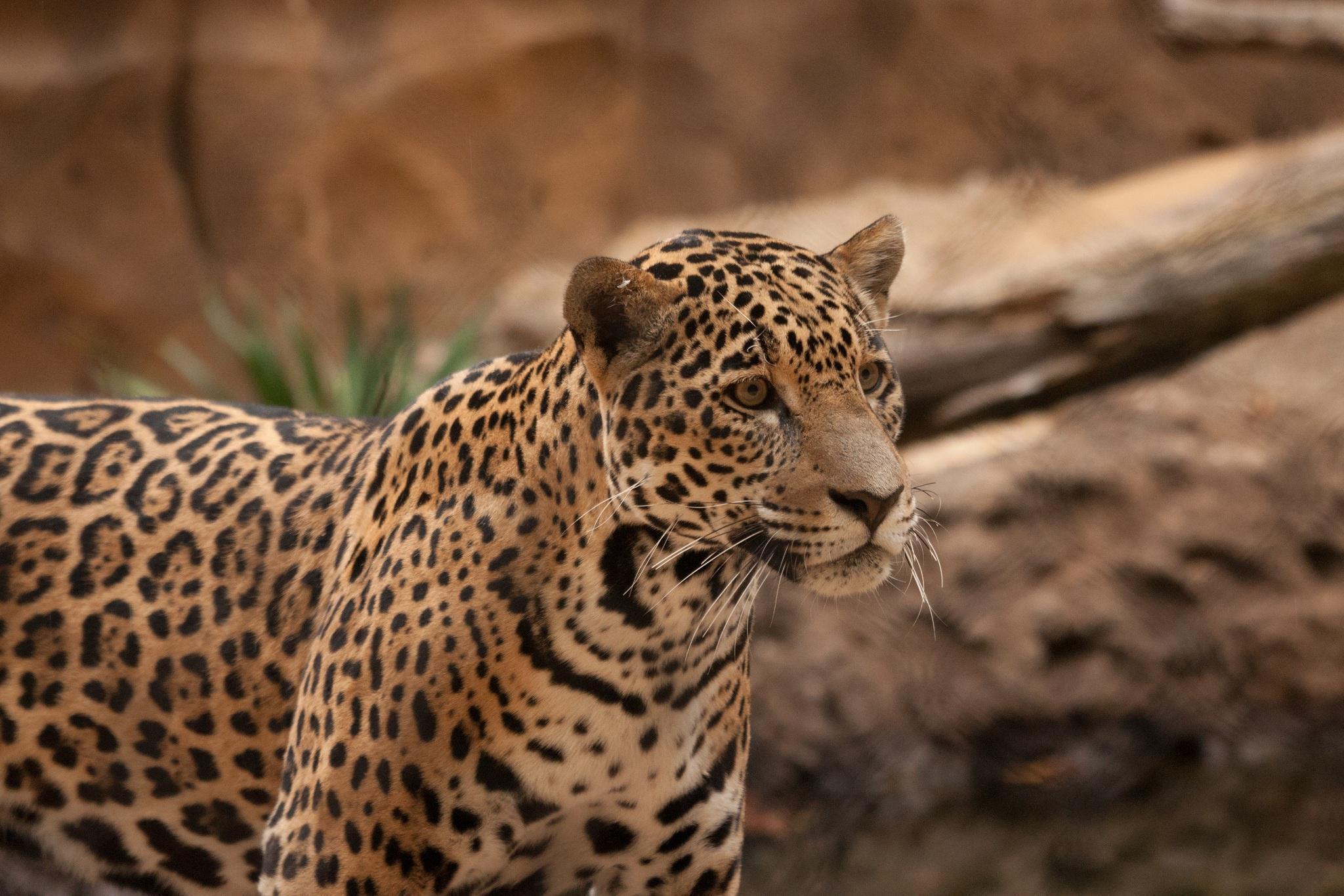 HD Jaguar Wild Cat Muzzle Desktop Wallpaper